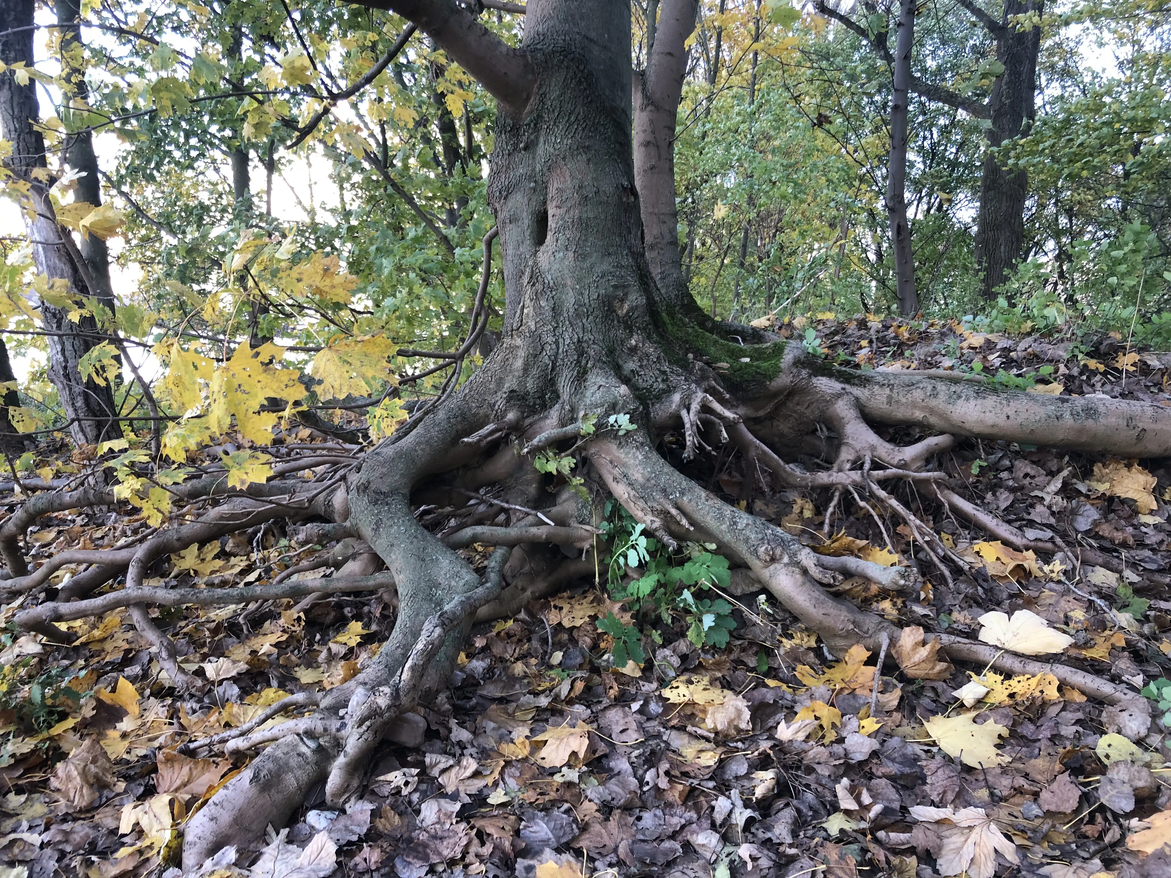 Baum in einem Wald von Bhuiyan