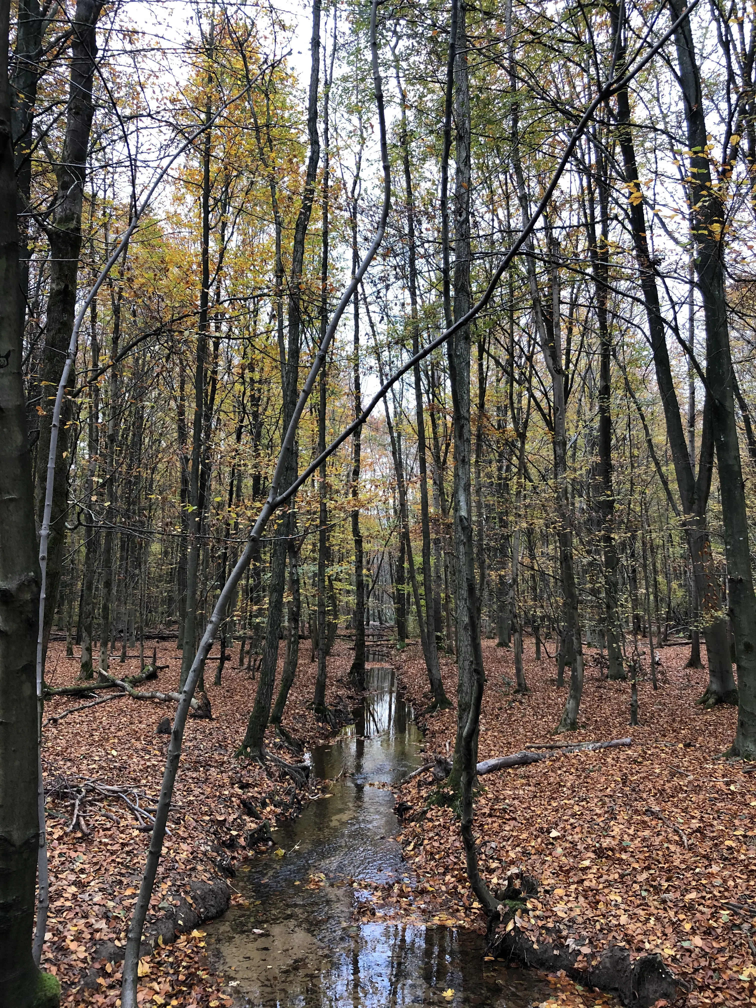 Baum in einem Wald von Bhuiyan