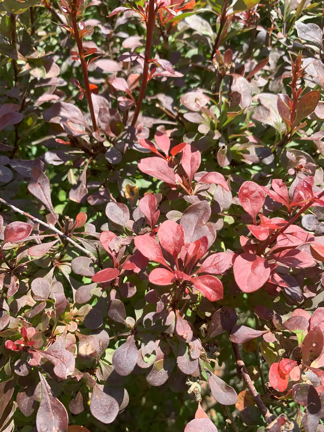 wunderschöne rosa Blumen von Bhuiyan